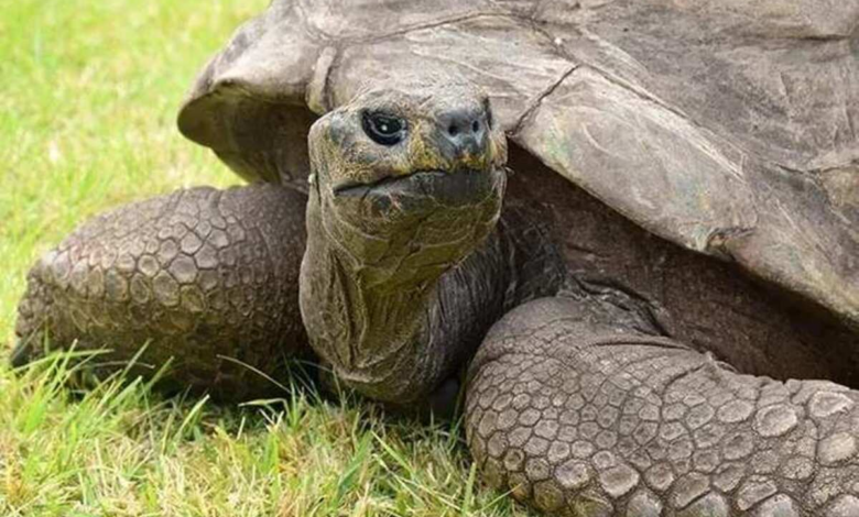 Tartaruga Jonathan O Mais Velho Dos Animais Terrestres Faz Anos